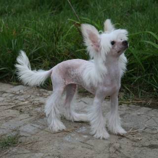 Chinese Crested wallpaper