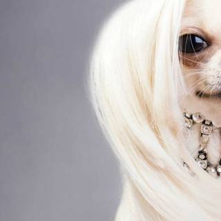 Chinese Crested wallpaper