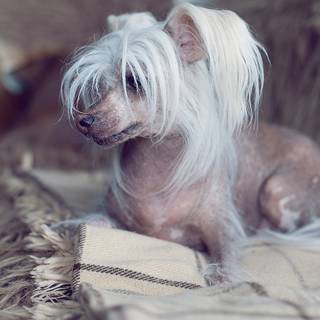 Chinese Crested wallpaper