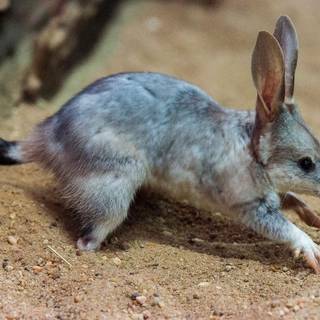 Bilby wallpaper