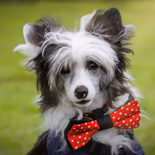 Chinese Crested wallpaper