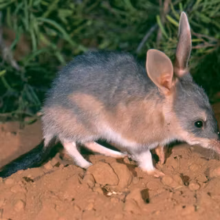 Bilby wallpaper