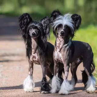 Chinese Crested wallpaper