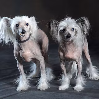 Chinese Crested wallpaper
