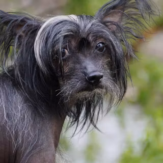 Chinese Crested wallpaper