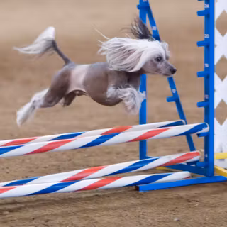 Chinese Crested wallpaper