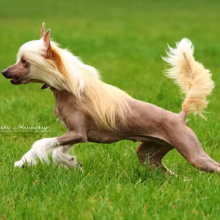 Chinese Crested wallpaper