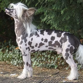 Chinese Crested wallpaper