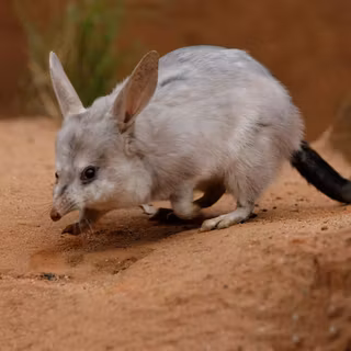 Bilby wallpaper
