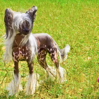 Chinese Crested wallpaper