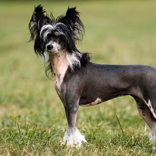Chinese Crested wallpaper