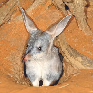 Bilby wallpaper