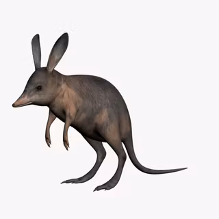 Bilby wallpaper