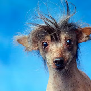Chinese Crested wallpaper