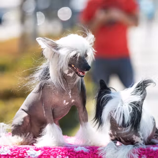 Chinese Crested wallpaper