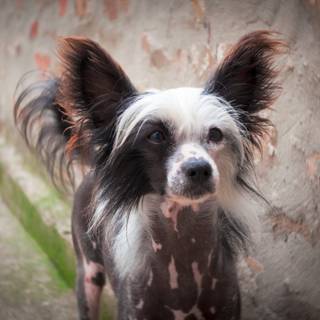 Chinese Crested wallpaper