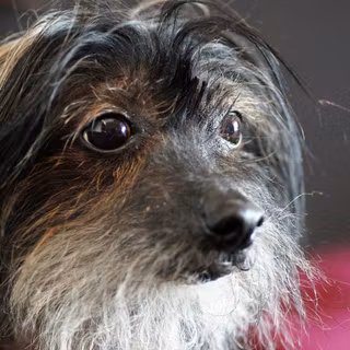 Chinese Crested wallpaper