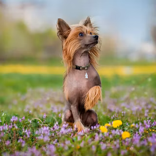 Chinese Crested wallpaper