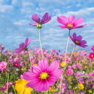 iPhone summer flowers wallpaper