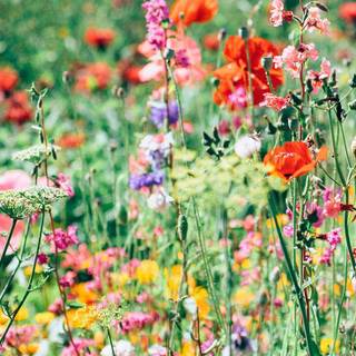 iPhone summer flowers wallpaper