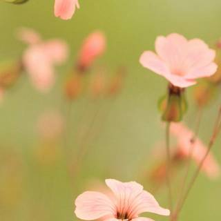 iPhone summer flowers wallpaper