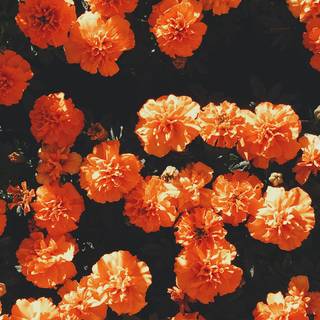 iPhone summer flowers wallpaper