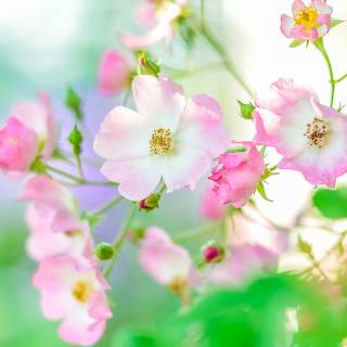 iPhone summer flowers wallpaper