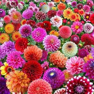 iPhone summer flowers wallpaper