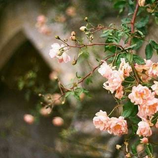 iPhone summer flowers wallpaper