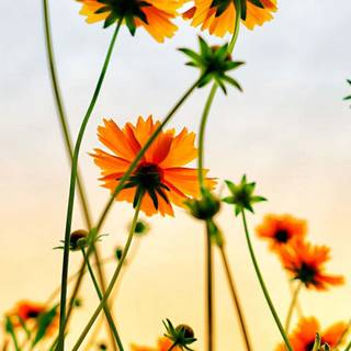 iPhone summer flowers wallpaper