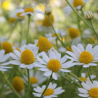 iPhone summer flowers wallpaper