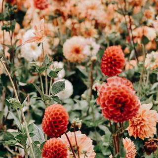 iPhone summer flowers wallpaper