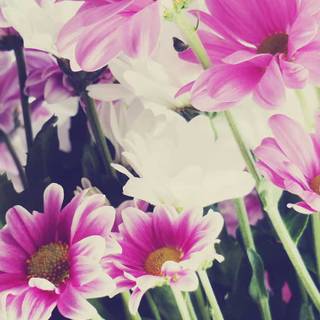 iPhone summer flowers wallpaper