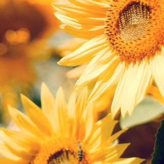 iPhone summer flowers wallpaper