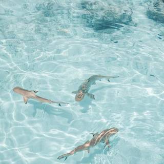 Summer sea animals wallpaper