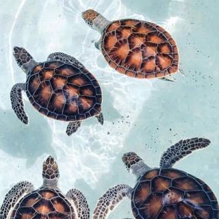 Summer sea animals wallpaper