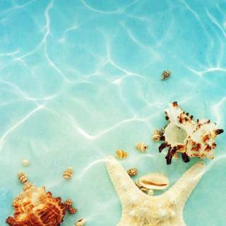 Summer sea animals wallpaper