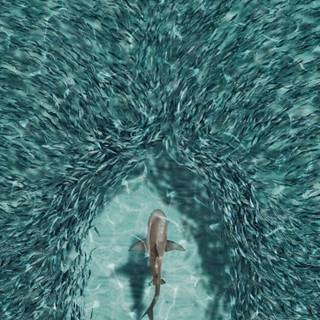 Summer sea animals wallpaper