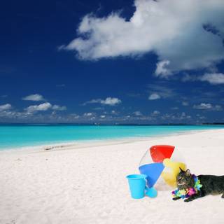 Summer sea animals wallpaper