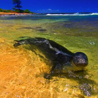 Summer sea animals wallpaper