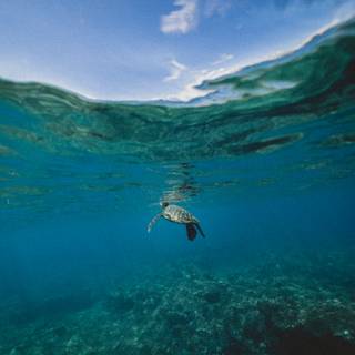 Summer sea animals wallpaper