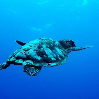 Summer sea animals wallpaper