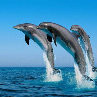 Summer sea animals wallpaper