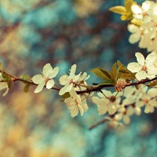 Vintage spring desktop wallpaper