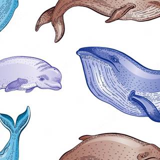 Summer sea animals wallpaper