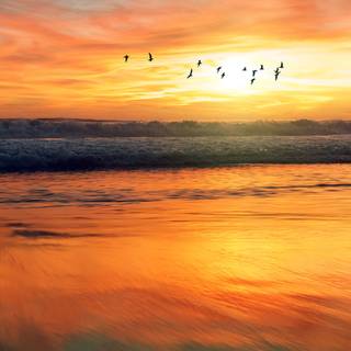 Summer sea animals wallpaper