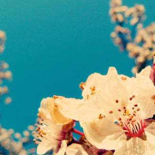 Vintage spring desktop wallpaper