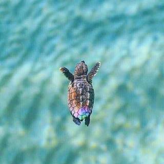 Summer sea animals wallpaper