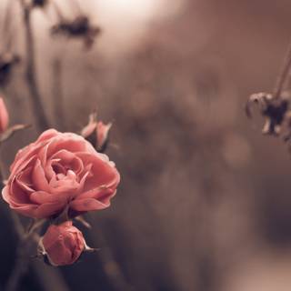 Vintage spring desktop wallpaper