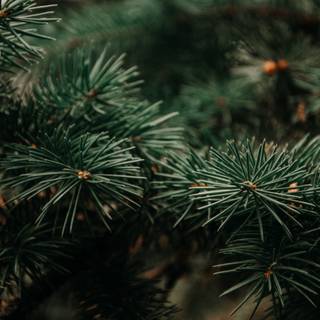 Pinetree wallpaper